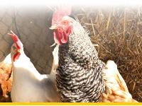 Articles for chickens
